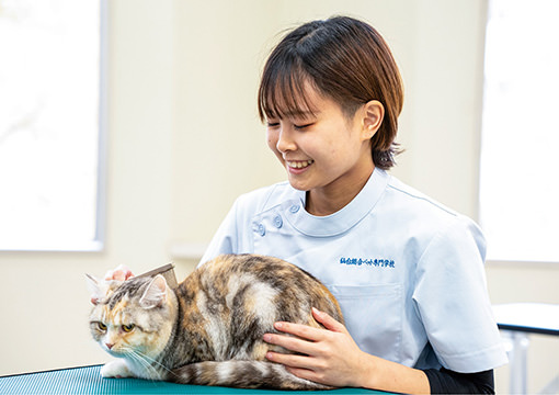 トリマー科キャットコース